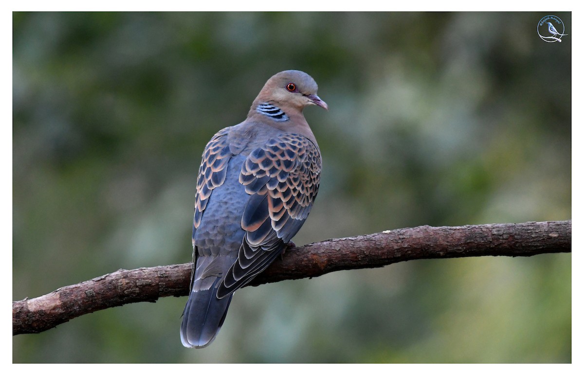 Oriental Turtle-Dove - ML542147971