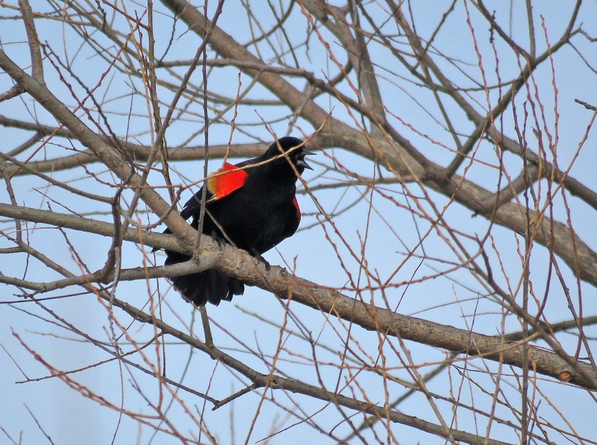 Red-winged Blackbird - Thomas Schultz