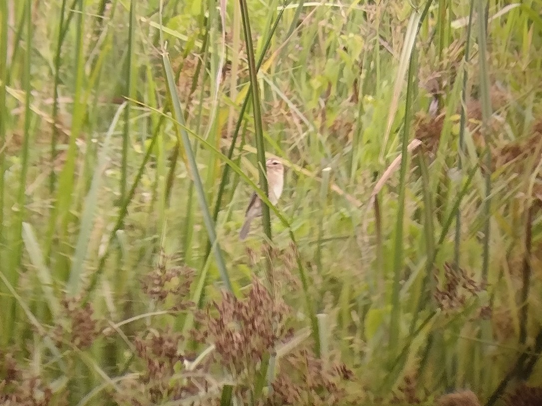 Baya Weaver - Lars Mannzen