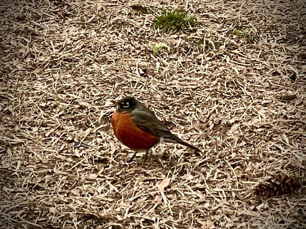 American Robin - ML542149511