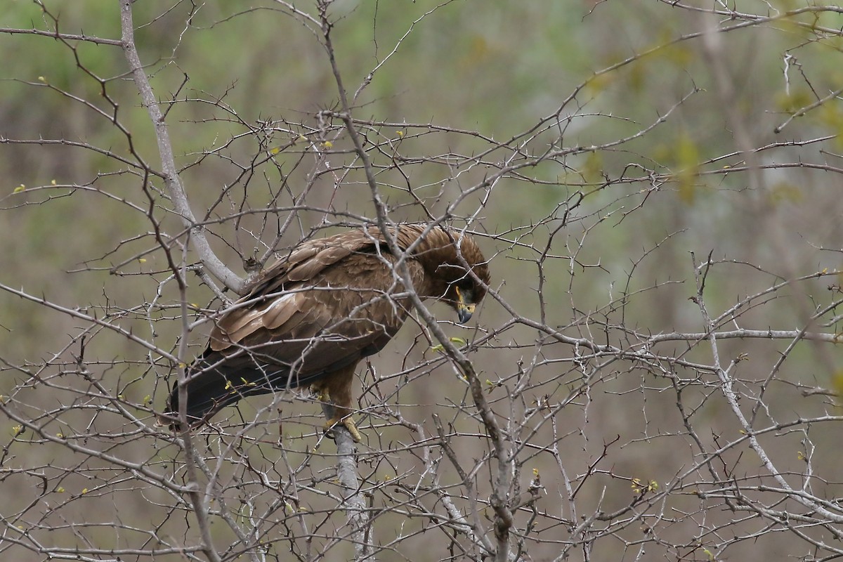 Wahlberg's Eagle - ML542150111