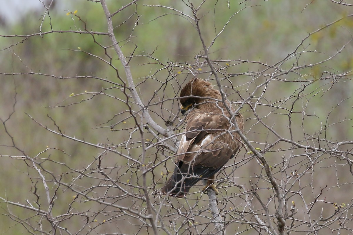 Wahlberg's Eagle - ML542150121