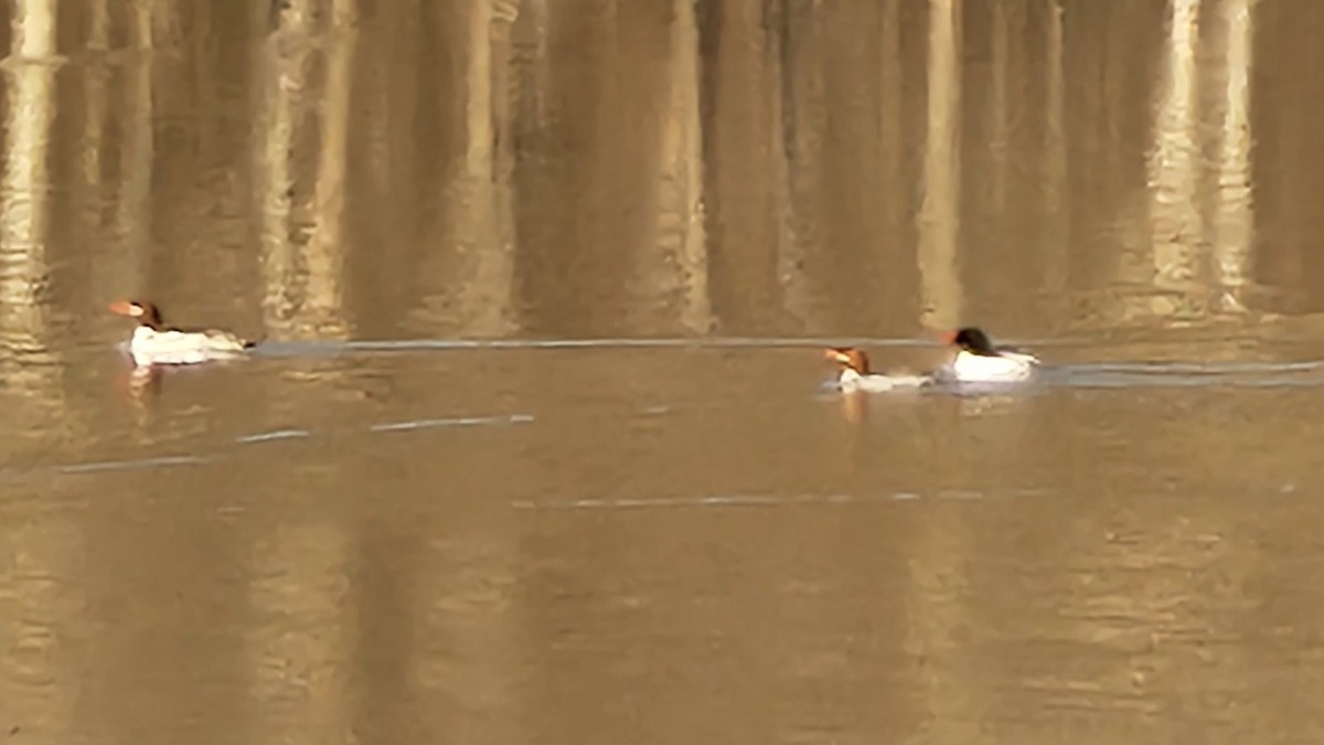 Common Merganser - ML542151101