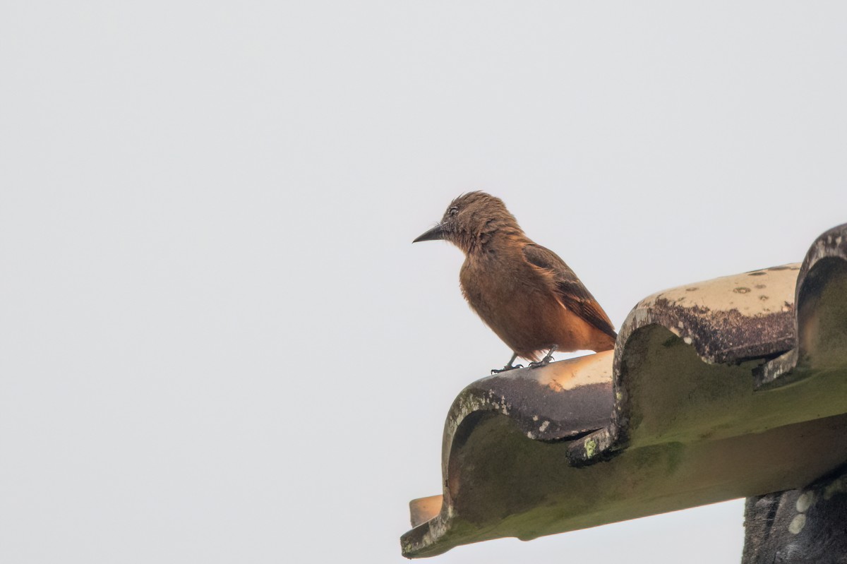 Cliff Flycatcher - Marcos Eugênio Birding Guide