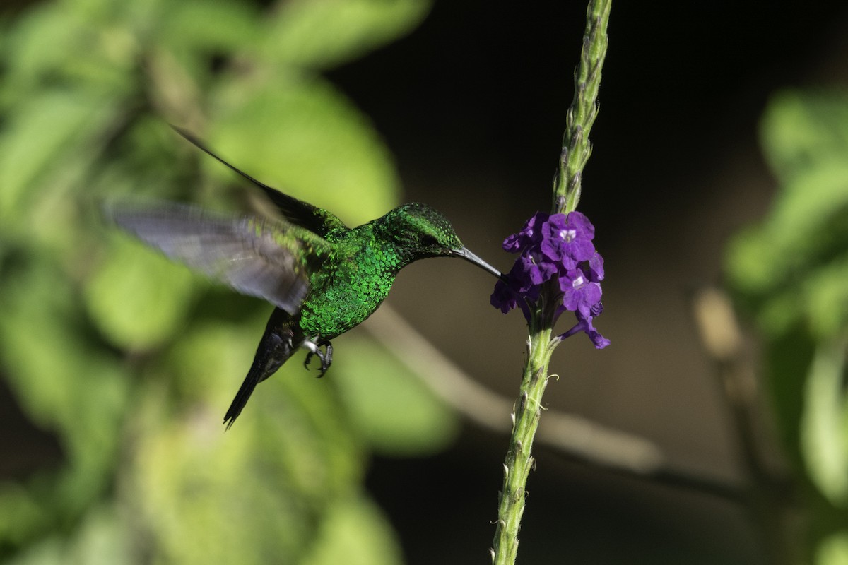 blågumpkolibri - ML542153021