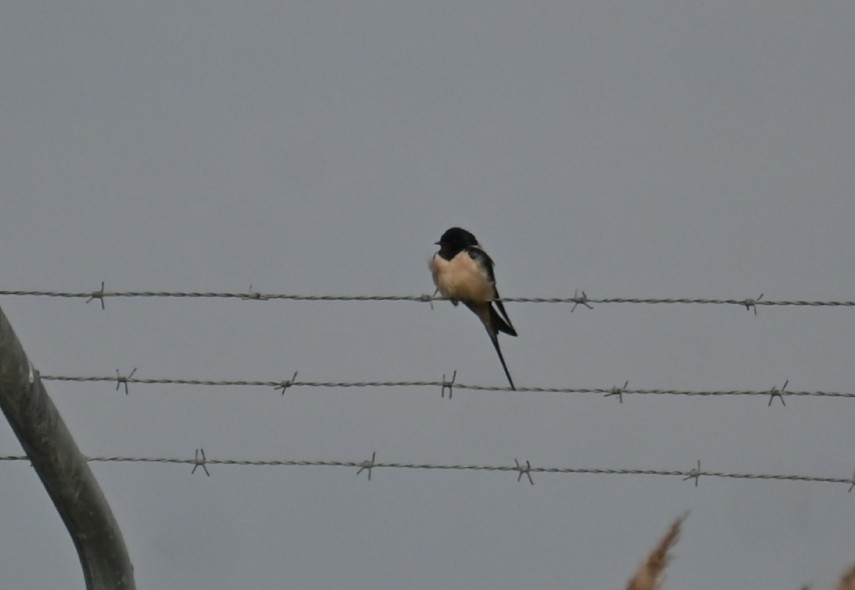 Асрын хараацай - ML542153161