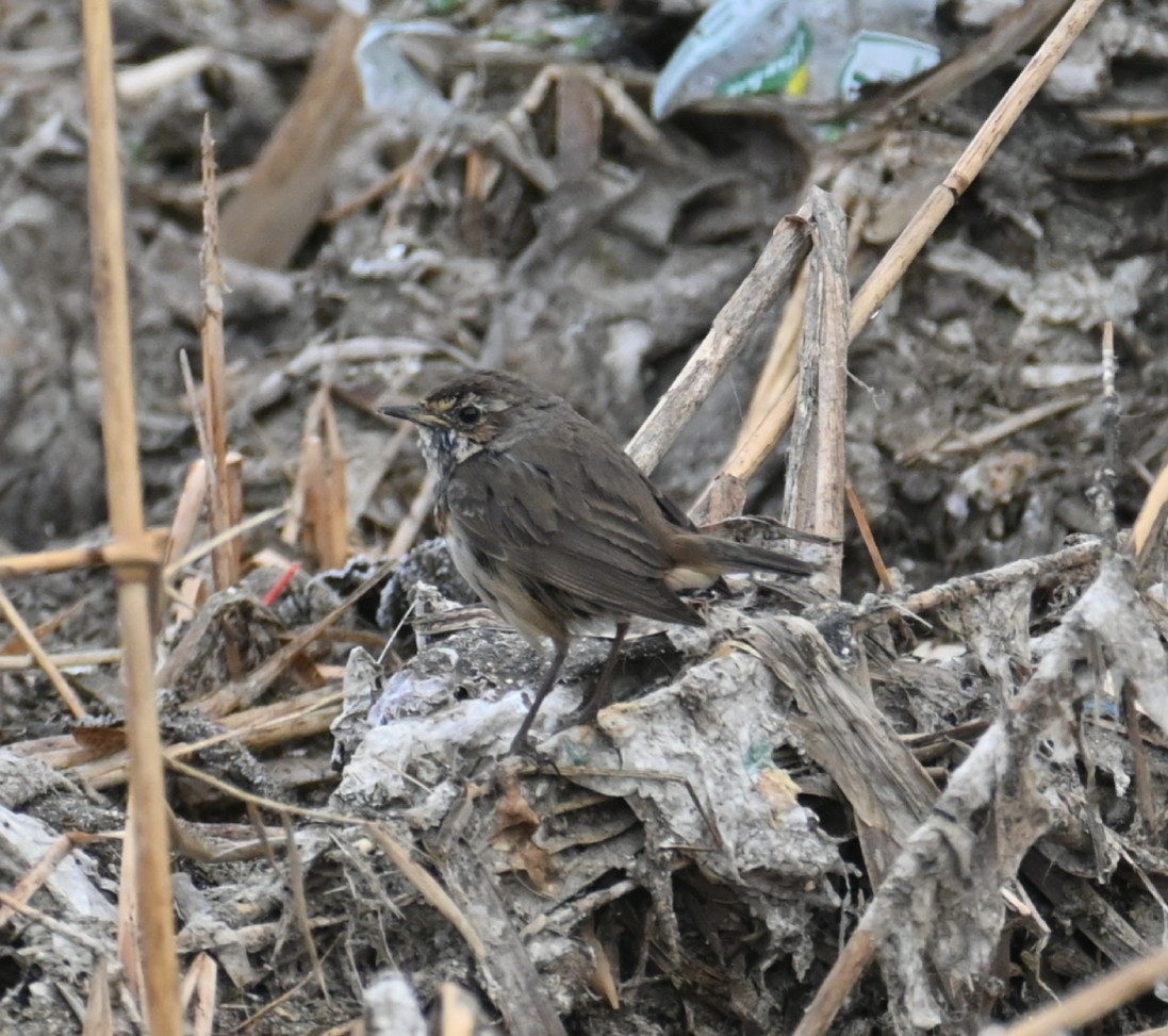 Сондорт гургалдай - ML542153231