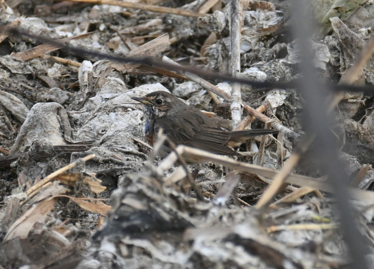 Сондорт гургалдай - ML542153241