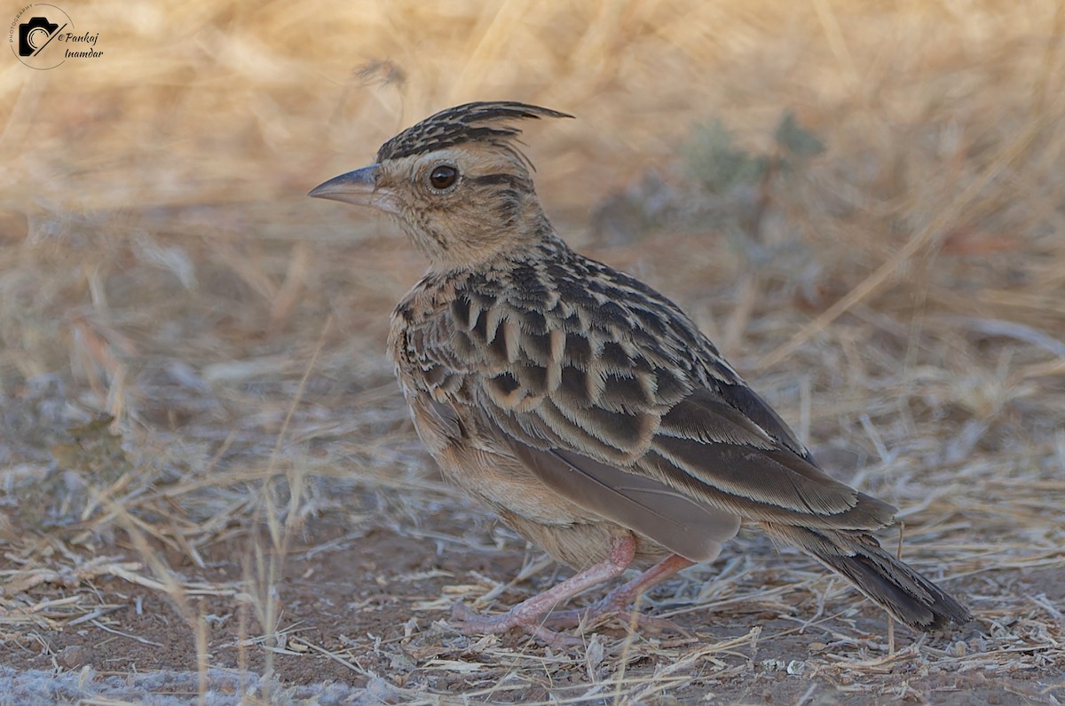 Tawny Lark - ML542154411