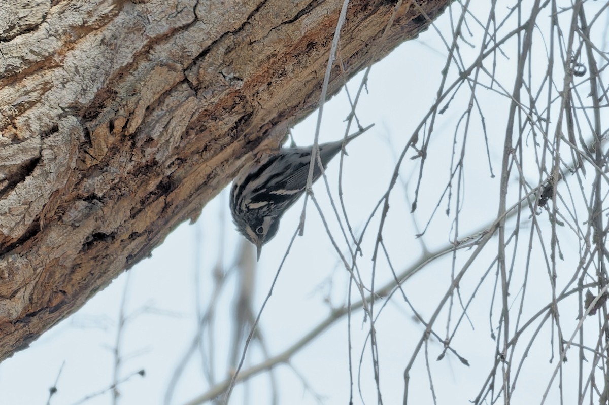 Black-and-white Warbler - ML542156131