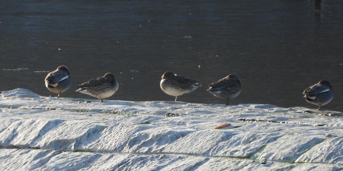 Green-winged Teal - ML542159631