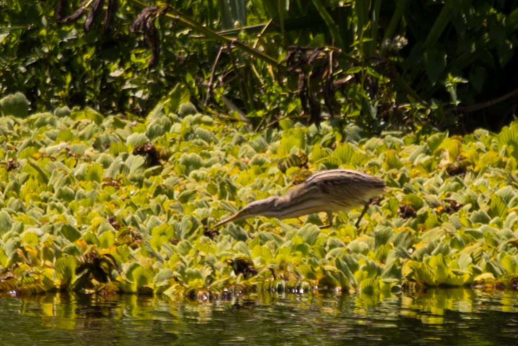 Stripe-backed Bittern - Roland Pfeiffer