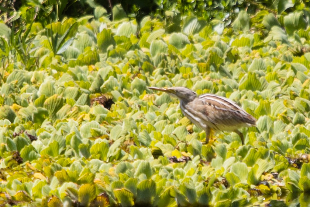 Stripe-backed Bittern - Roland Pfeiffer