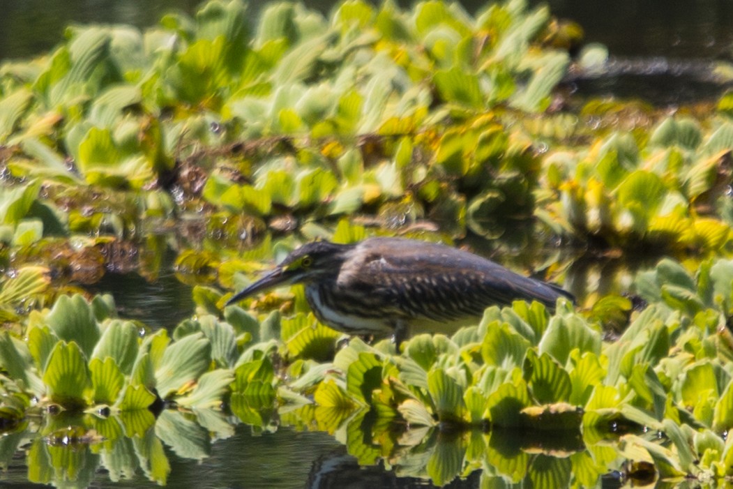 Striated Heron - ML542161631