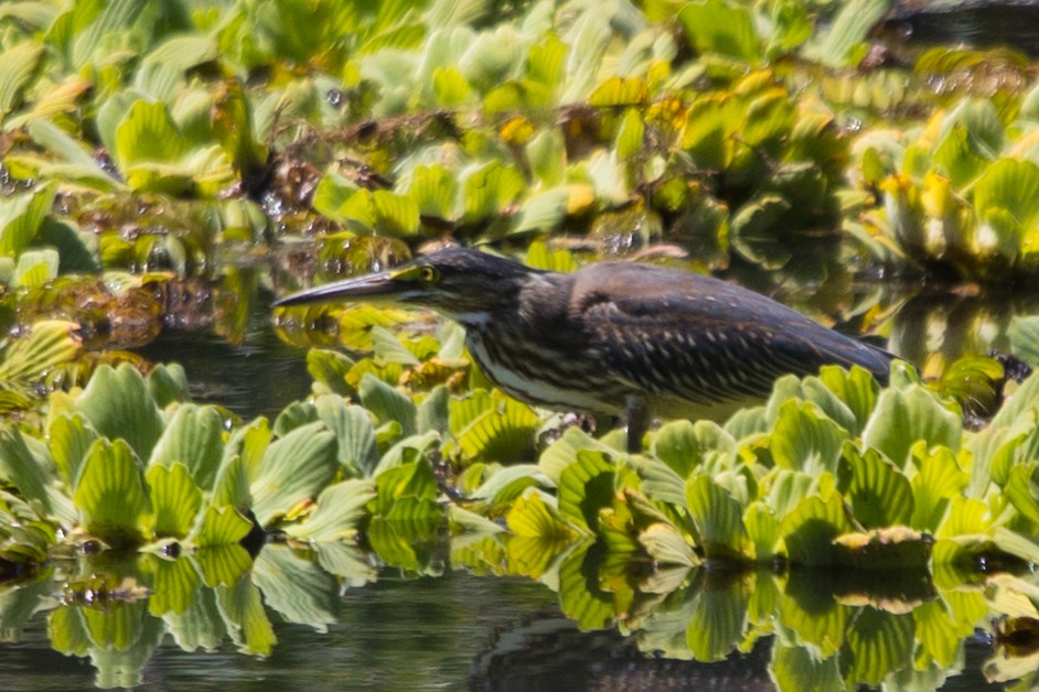 Striated Heron - ML542161681