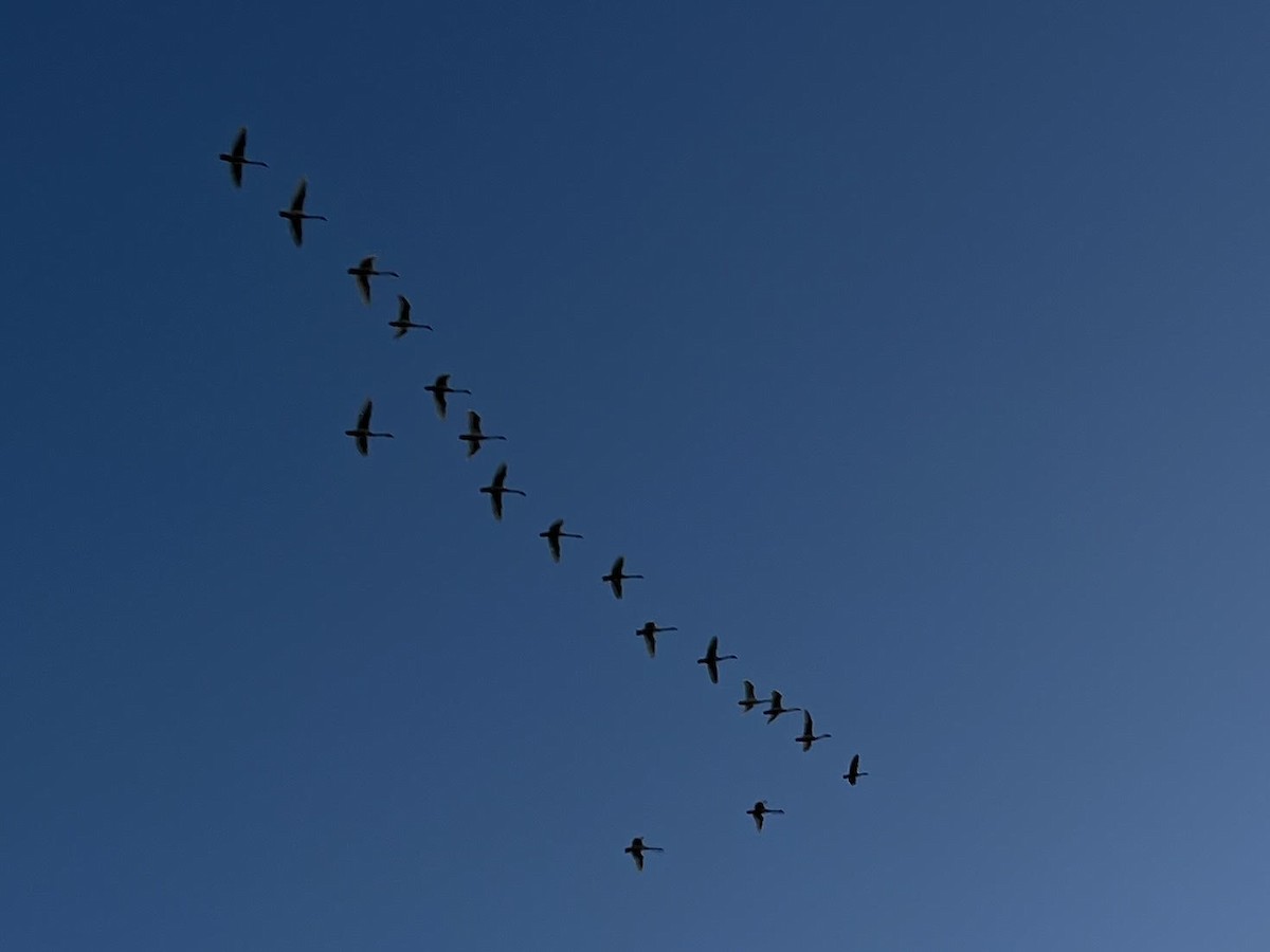 Tundra Swan - ML542164561