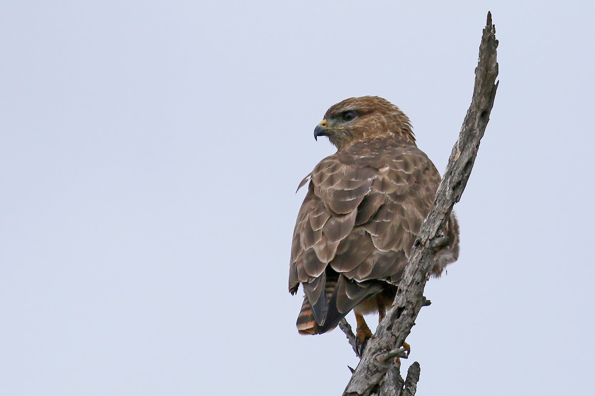 Common Buzzard (Steppe) - ML542165451