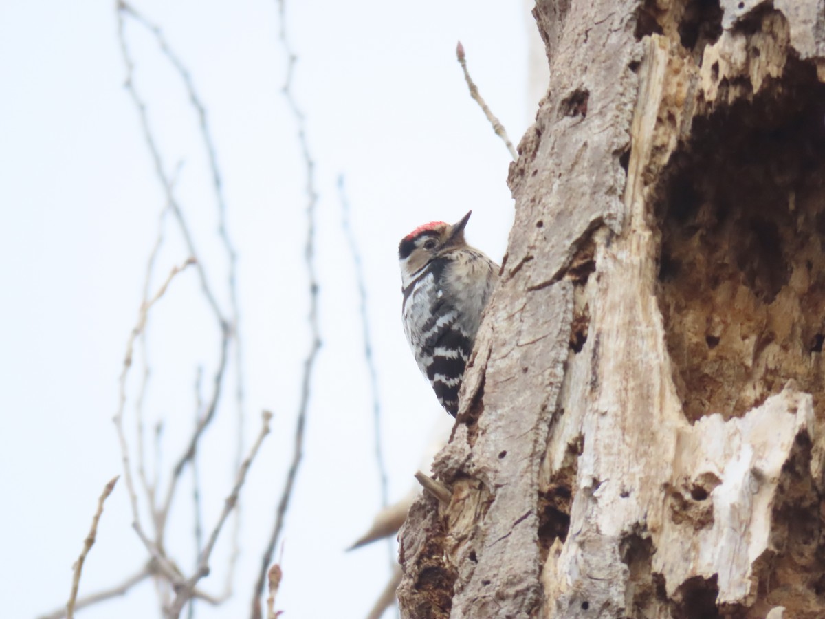 Lesser Spotted Woodpecker - Miguel Diez Vaquero