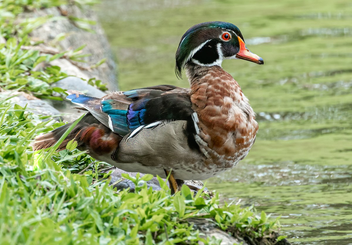 Wood Duck - ML542167471