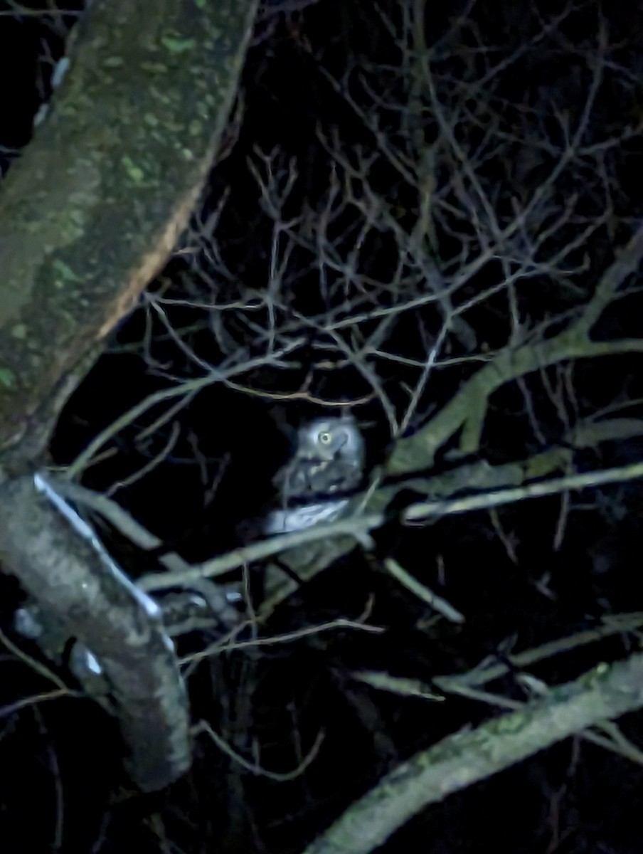 Eastern Screech-Owl - ML542168551