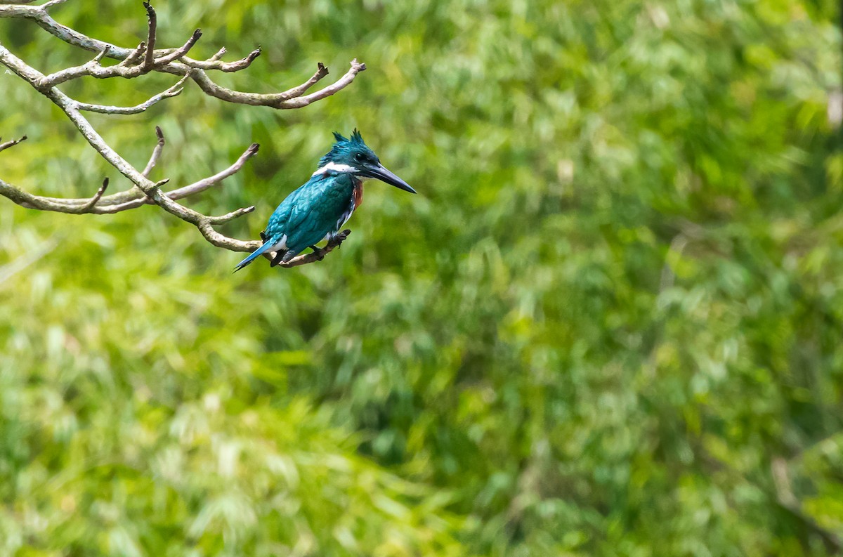 Amazon Kingfisher - David Monroy Rengifo