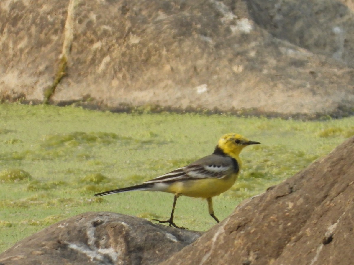 Citrine Wagtail - ML542171311