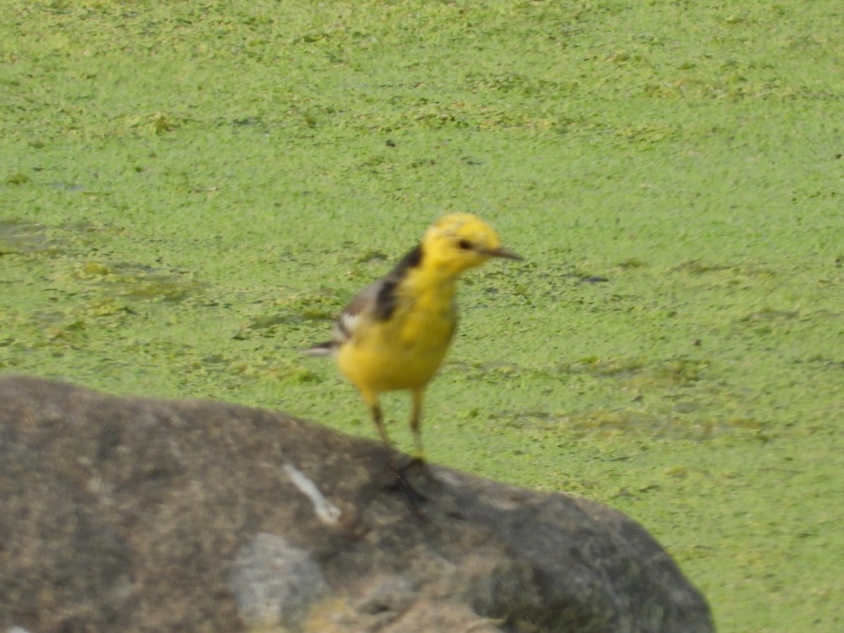 Citrine Wagtail - ML542171331