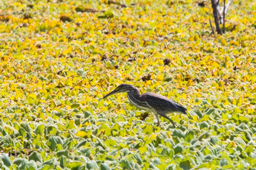 Striated Heron - ML542172161