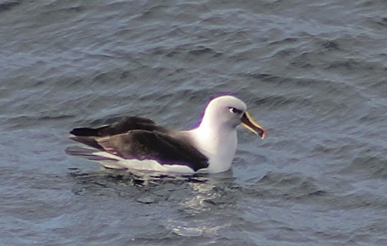 albatros šedohlavý - ML542172991