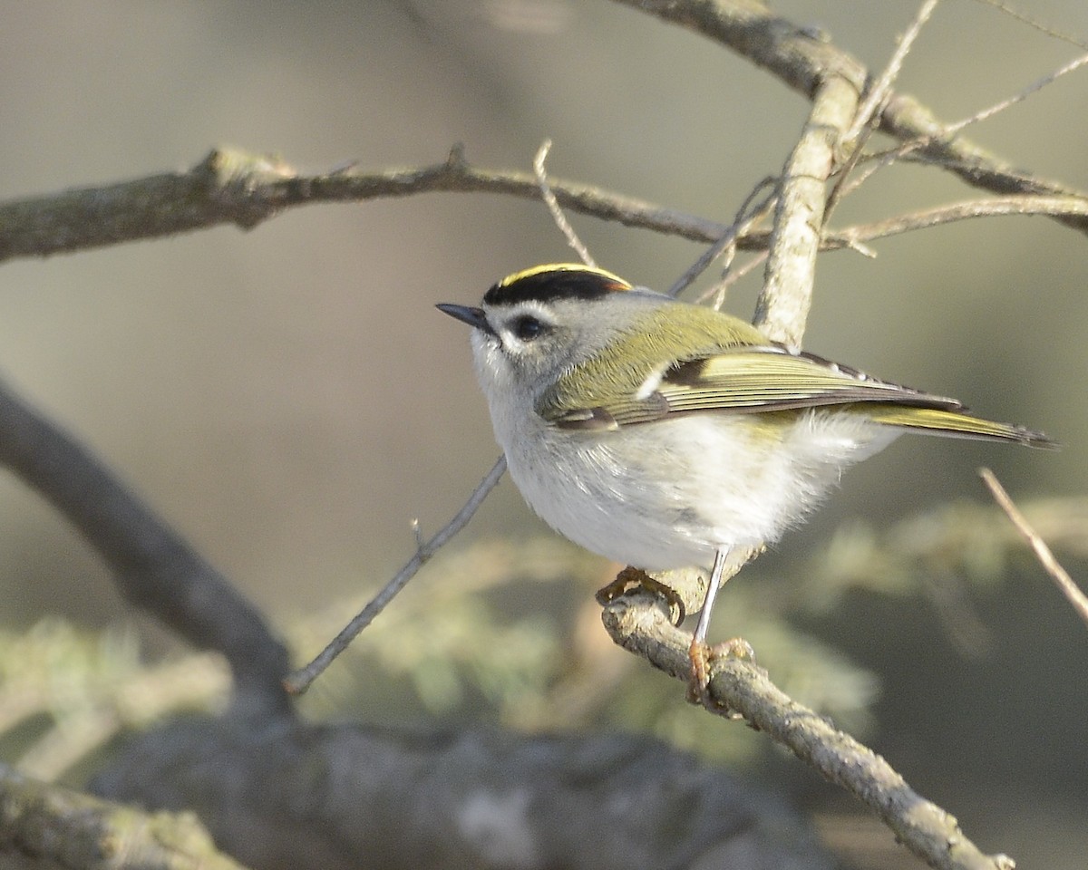 Roitelet à couronne dorée - ML542173301