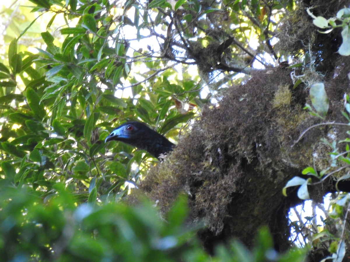 Black Guan - ML542173871