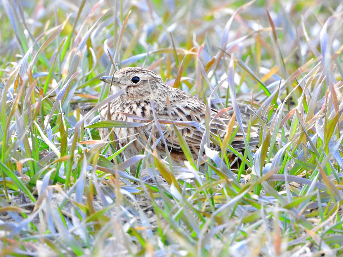 Eurasian Skylark - ML542174321