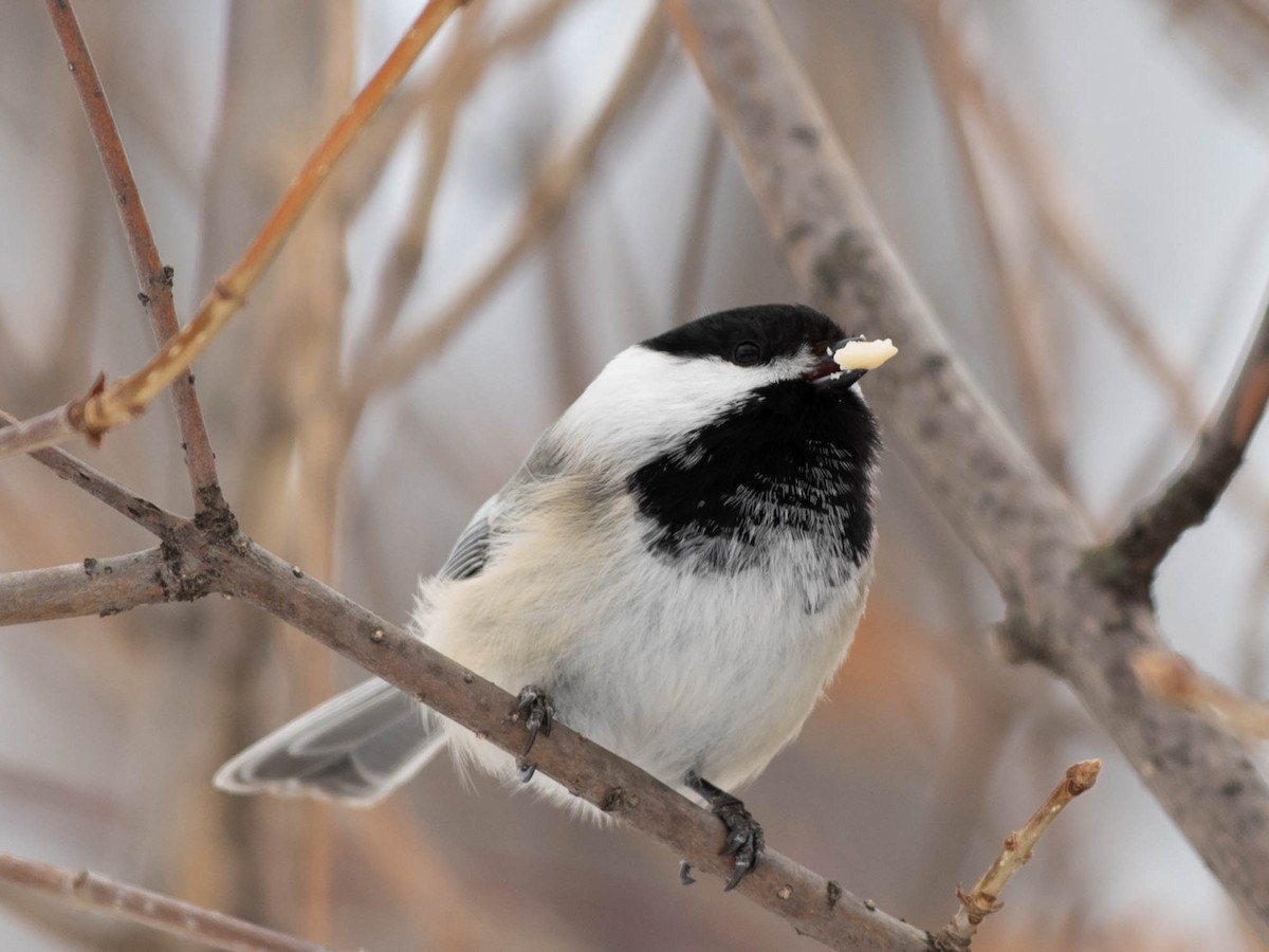 Black-capped Chickadee - ML542174481