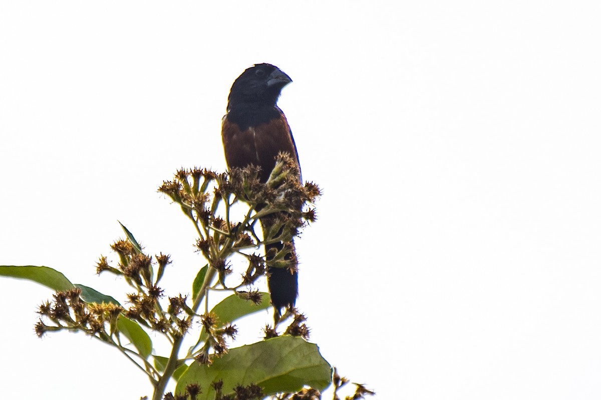 Chestnut-bellied Seed-Finch - Luiz Carlos Ramassotti
