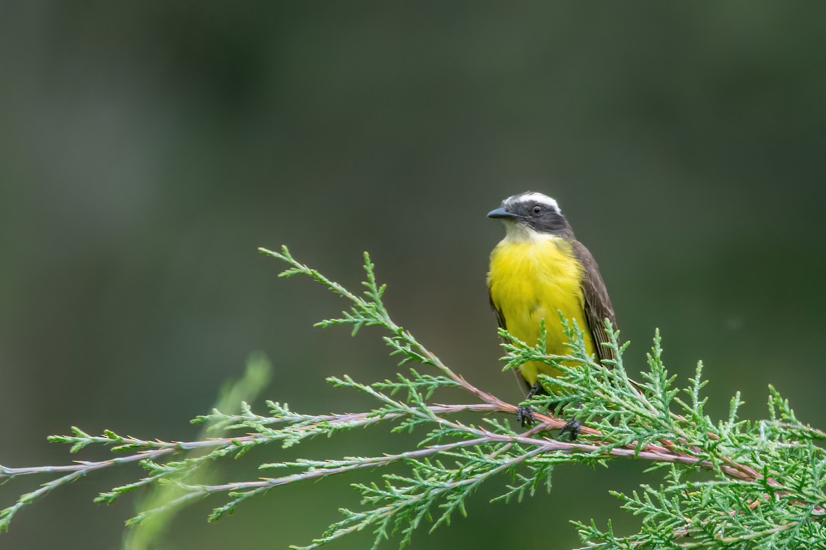 Social Flycatcher - ML542175201