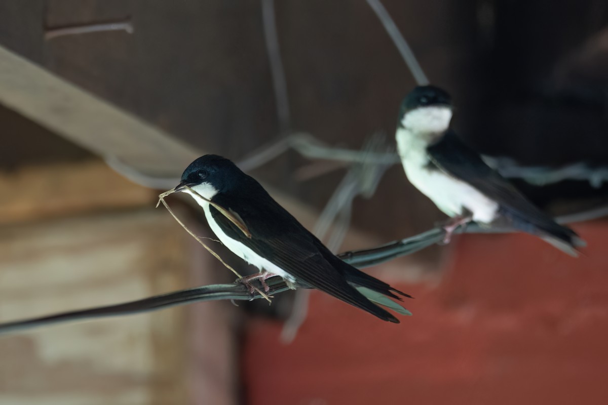 Blue-and-white Swallow - ML542175271