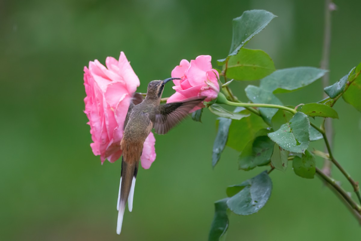 Planalto Hermit - ML542175571