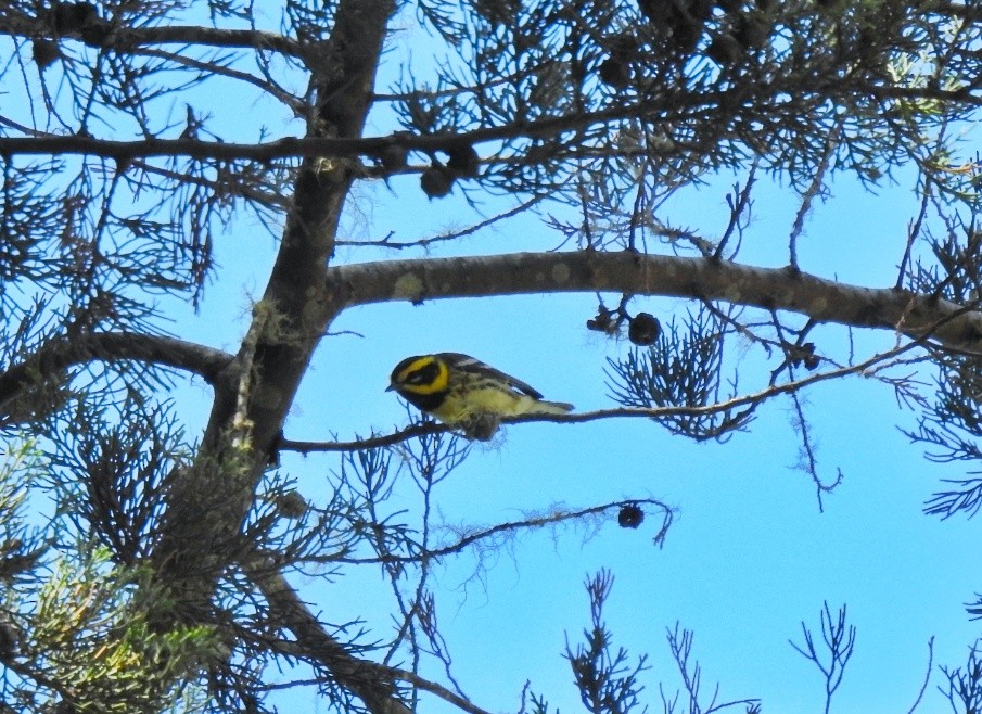 Townsend's Warbler - ML542175731