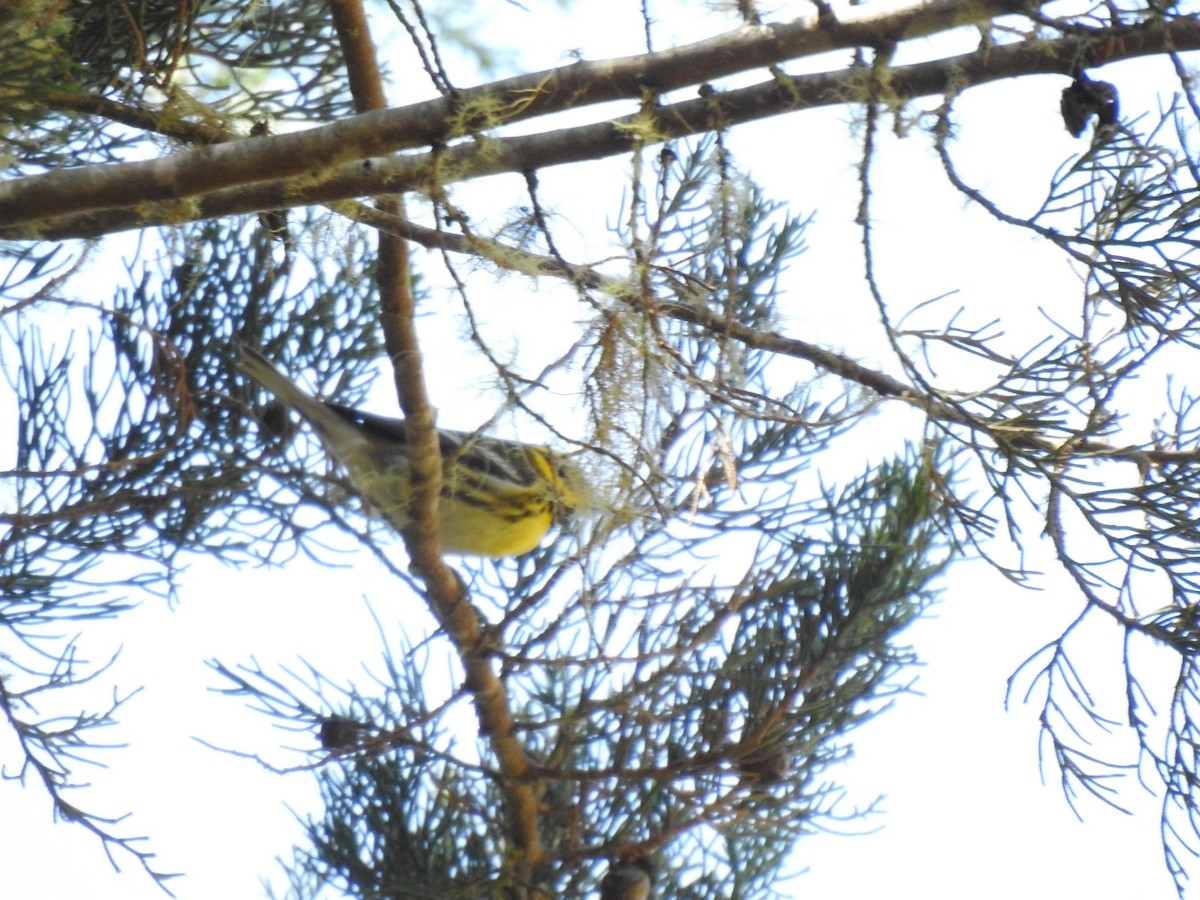 Townsend's Warbler - ML542176091