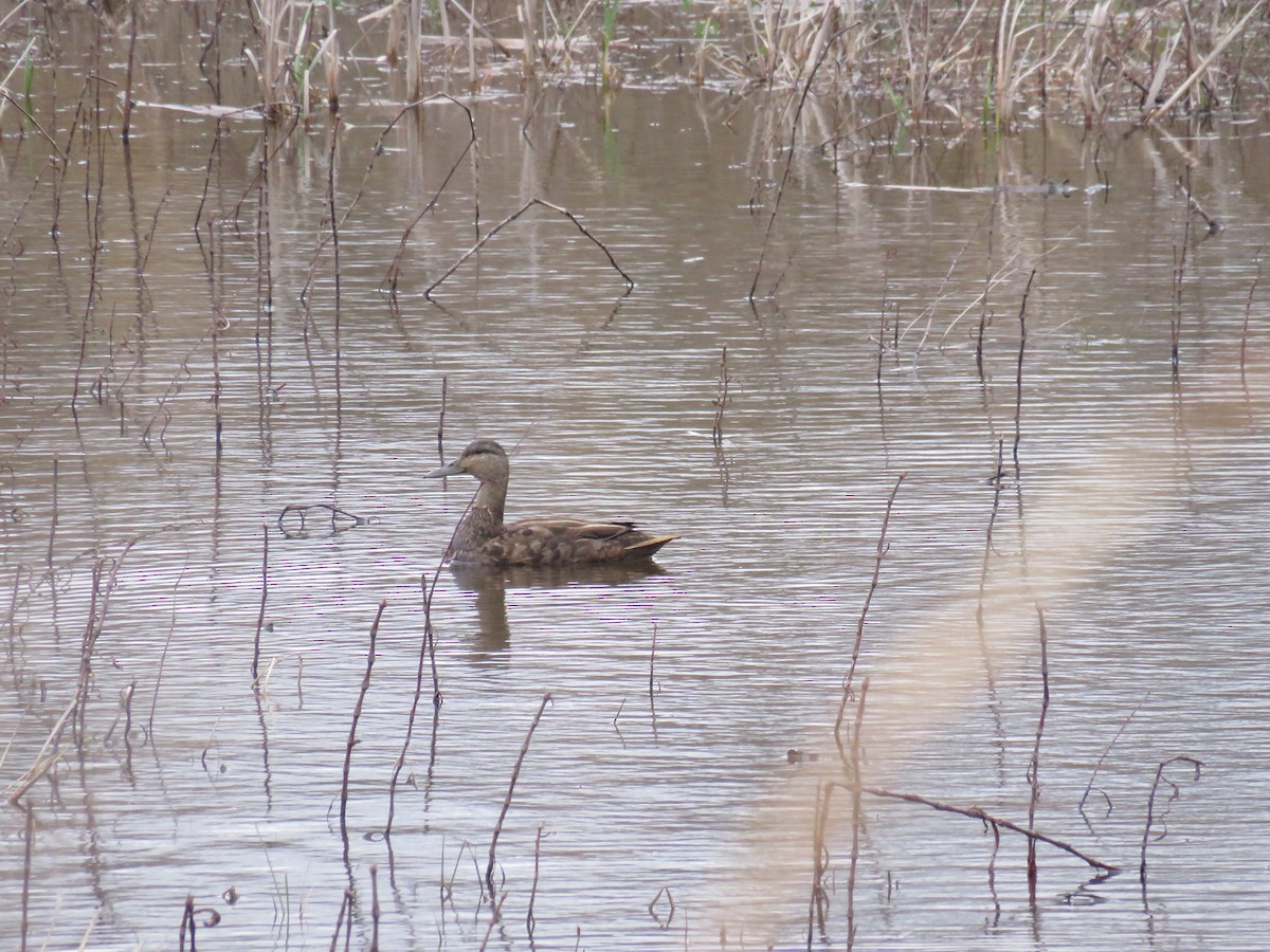 Canard noir - ML54217731