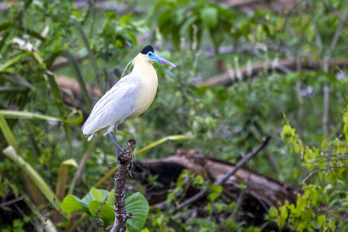 Capped Heron - ML542177541