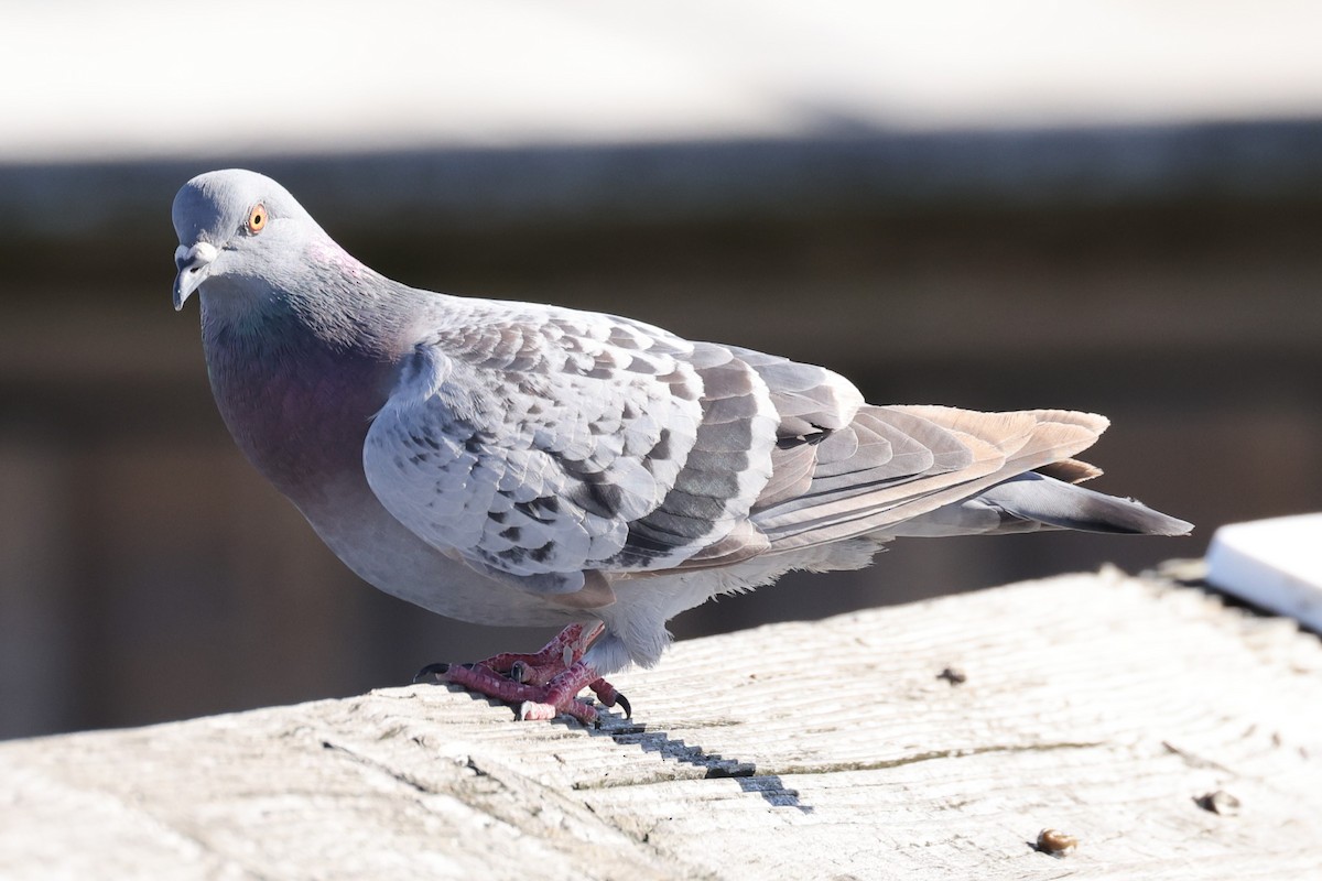 Rock Pigeon (Feral Pigeon) - ML542177981