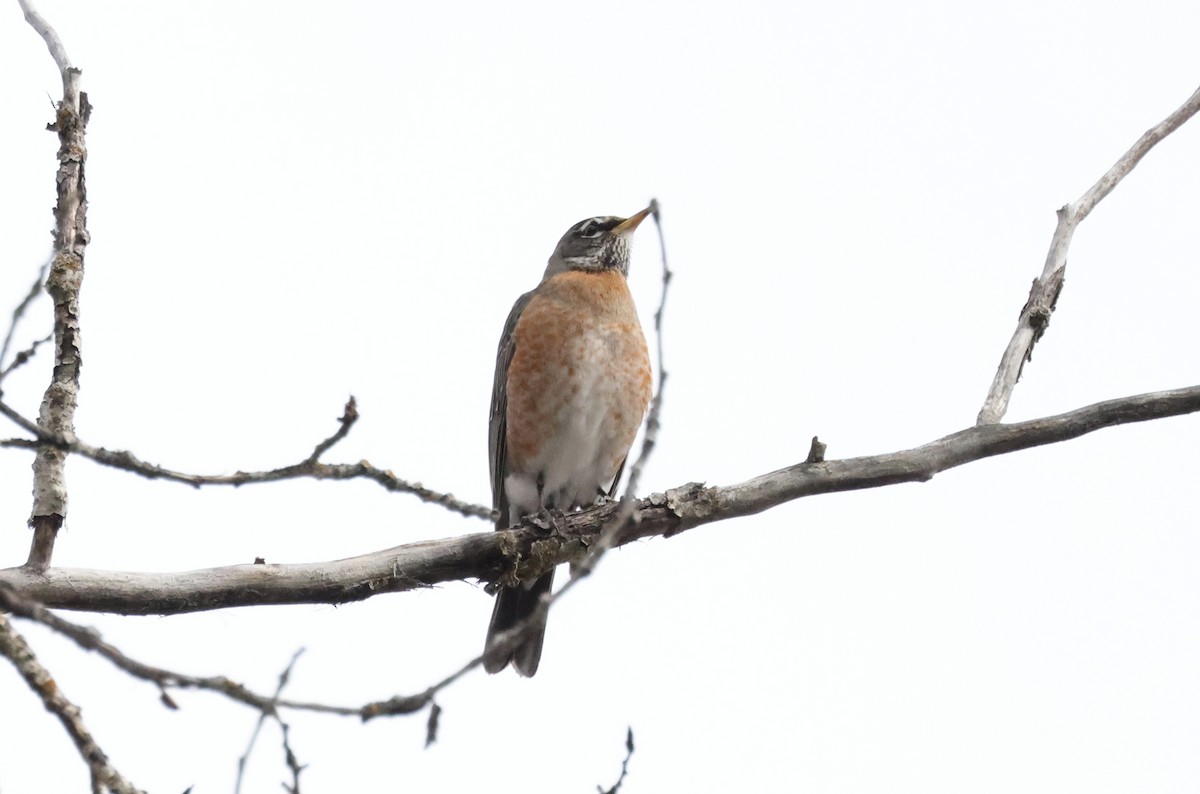 Varied Thrush - ML542178111