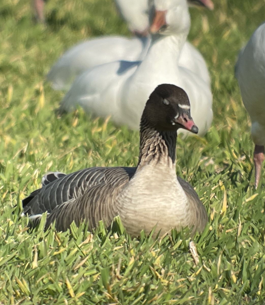 Pink-footed Goose - ML542178411