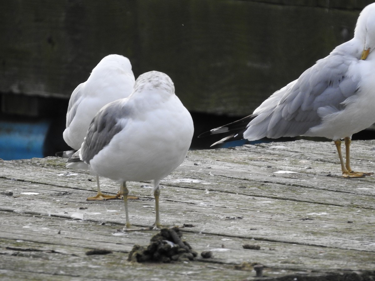 Common Gull (Kamchatka) - Angelo Angelis