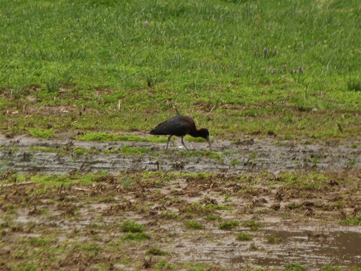 Glossy Ibis - ML54217921