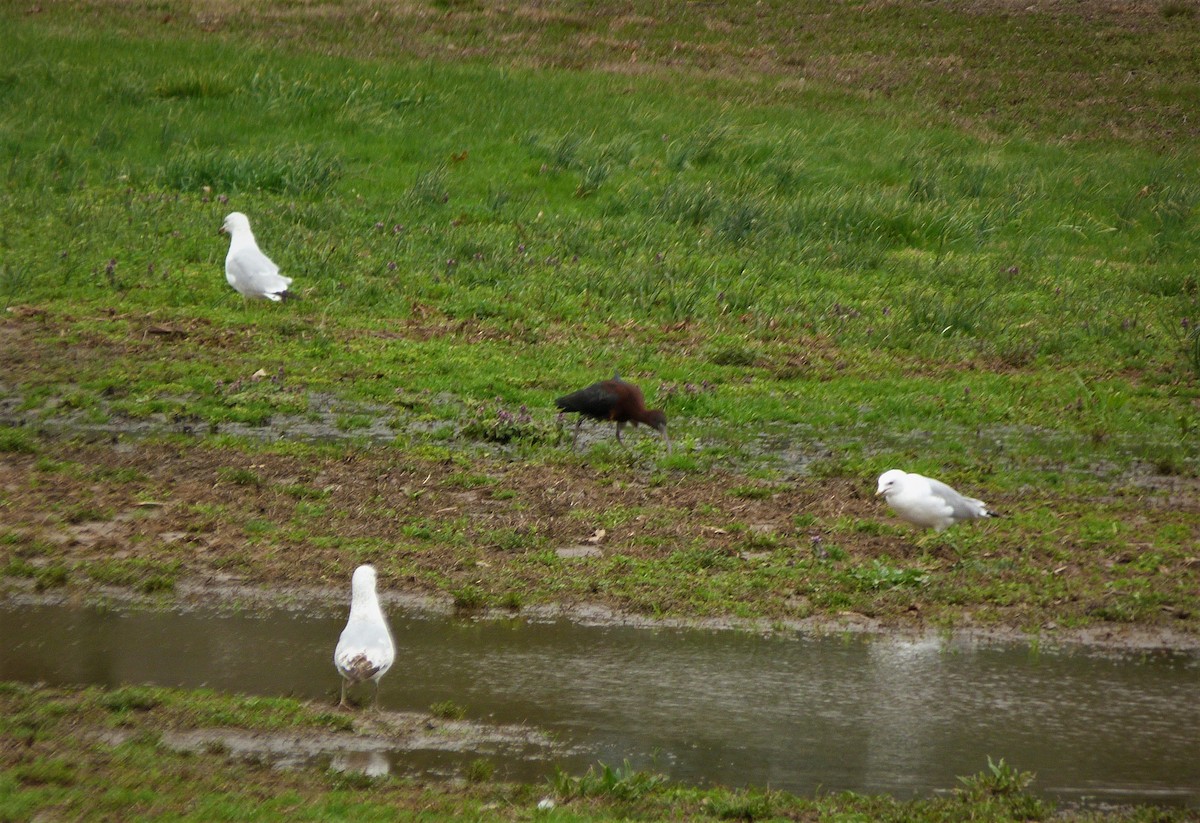 Glossy Ibis - ML54217931