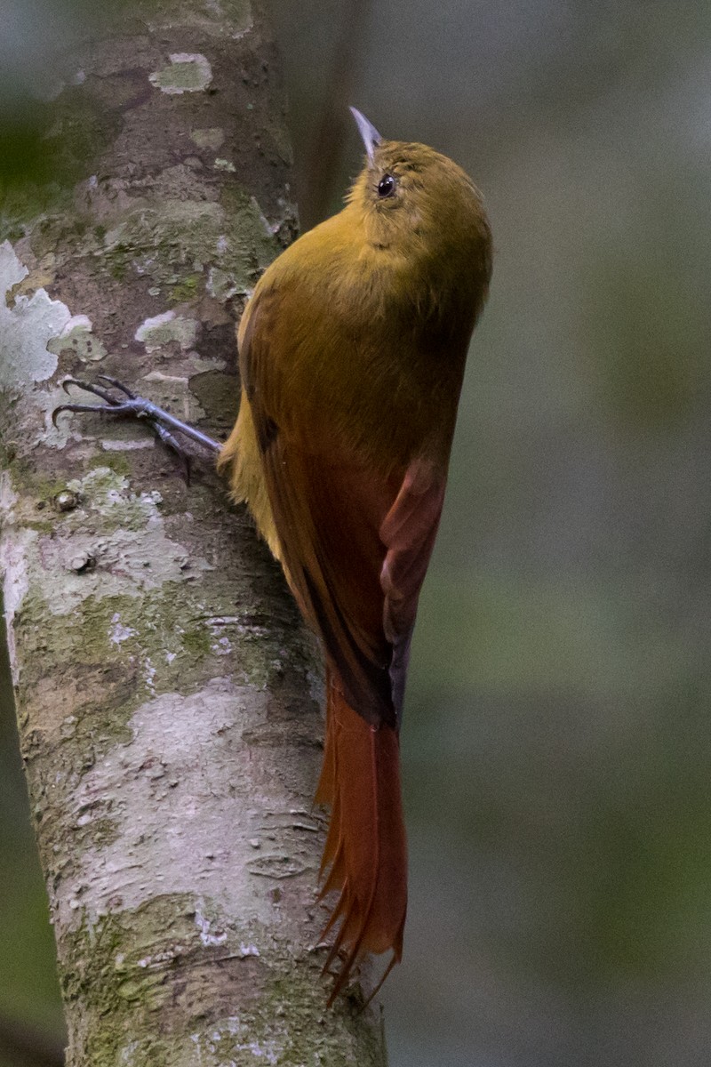 Olivaceous Woodcreeper - ML542180621