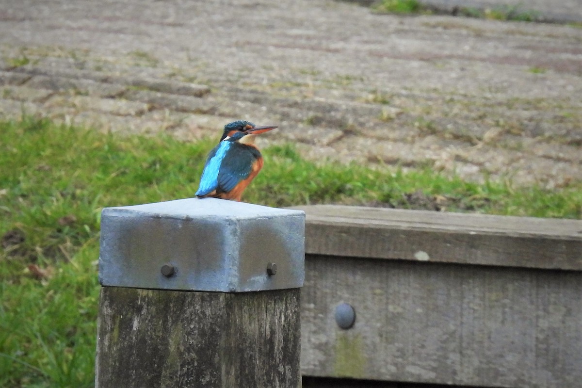 Common Kingfisher - ML542180941