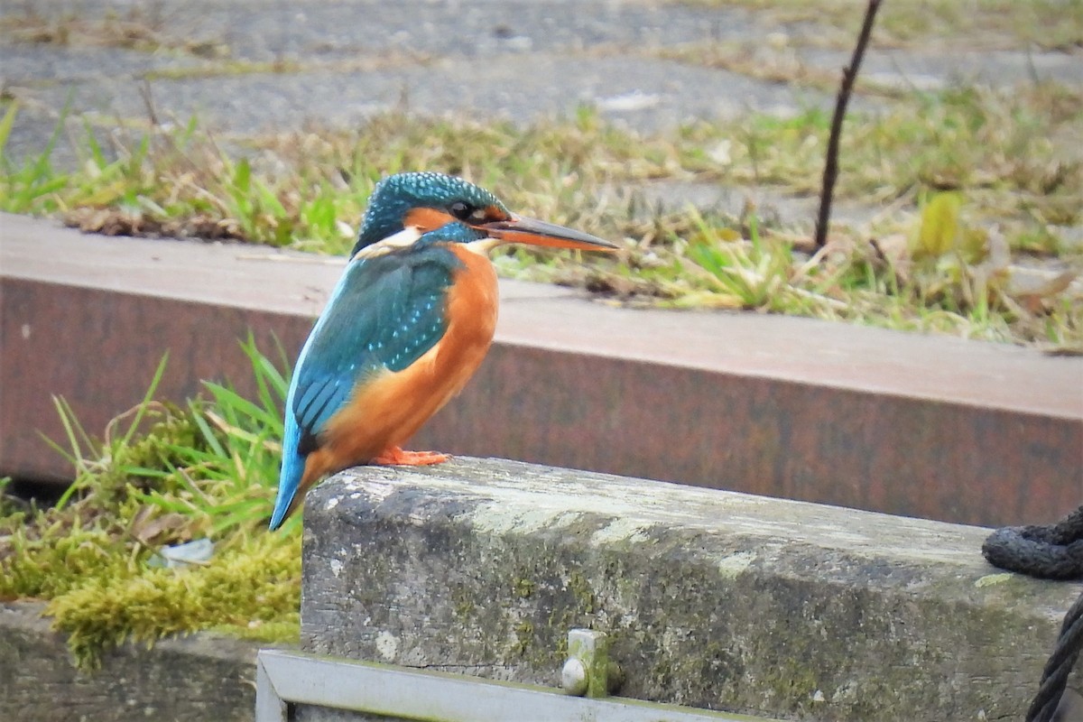 Martin-pêcheur d'Europe - ML542180951